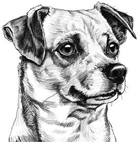 Pet Portrait Dog