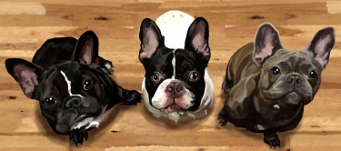 Custom digital pet portrait of three French Bulldogs looking up from the ground at the viewer.