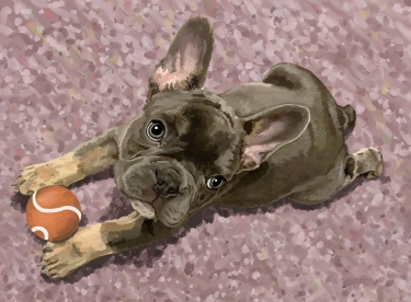 Custom digital pet portrait of a gray French Bulldog with an orage ball lookiing up at the viewer from a pink carpet.