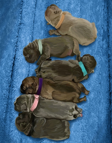 Digitally Painted Pet Portrait French Bulldog Puppies