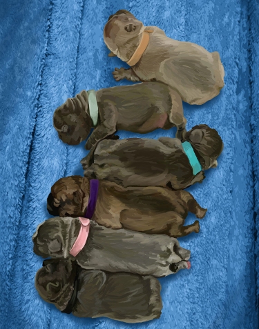Custom digital pet portrait of very young French Bulldog puppies with different color collars on a blue towel.