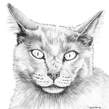 Custom digital pet portrait in penci style of a cat with light colored eyes.