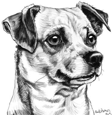 Custom digital pet portrait in penciil style of a small dog's face with its ears perked up.